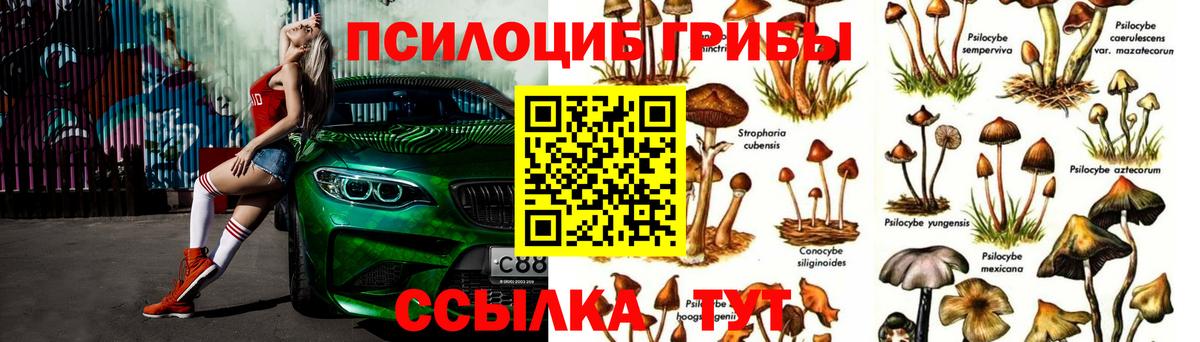 Псилоцибиновые грибы Psilocybe Кубинка